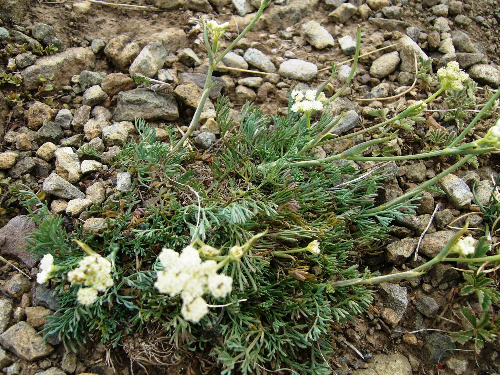 Seseli hippomarathrum — search result for 'Seseli'