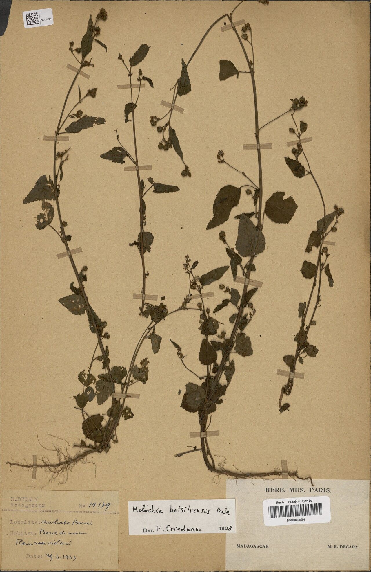 Melochia betsiliensis — related species from the same genus