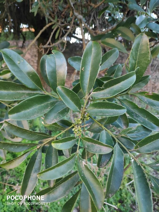 Ocotea puberula leaf
