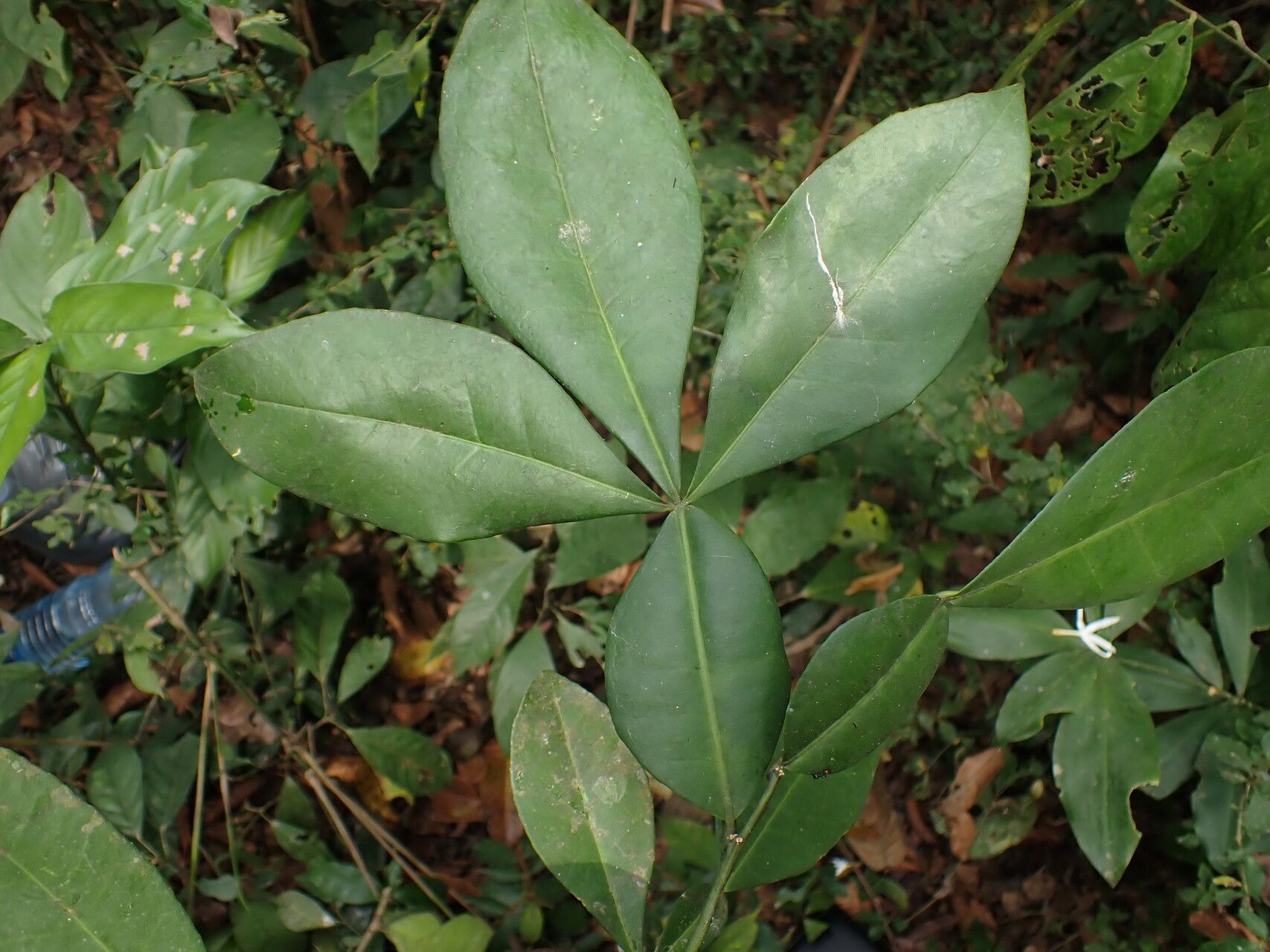 Citropsis articulata leaf