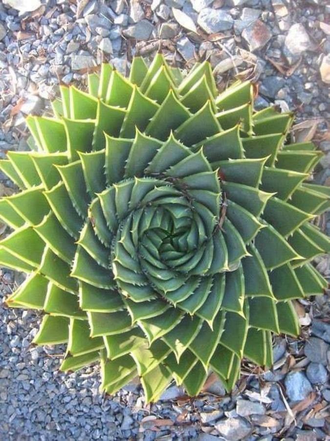 Aloe polyphylla flower