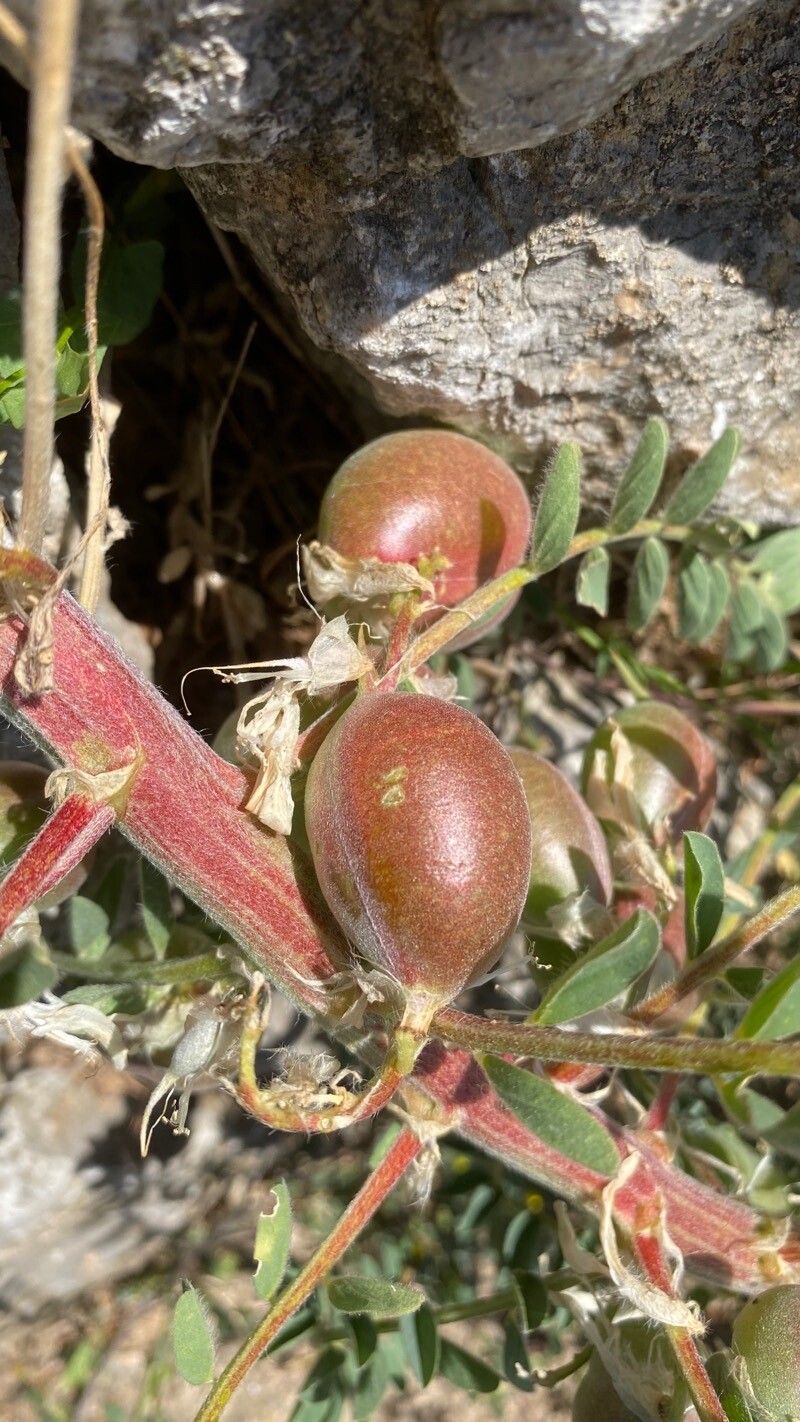 Astragalus pehuenches fruit