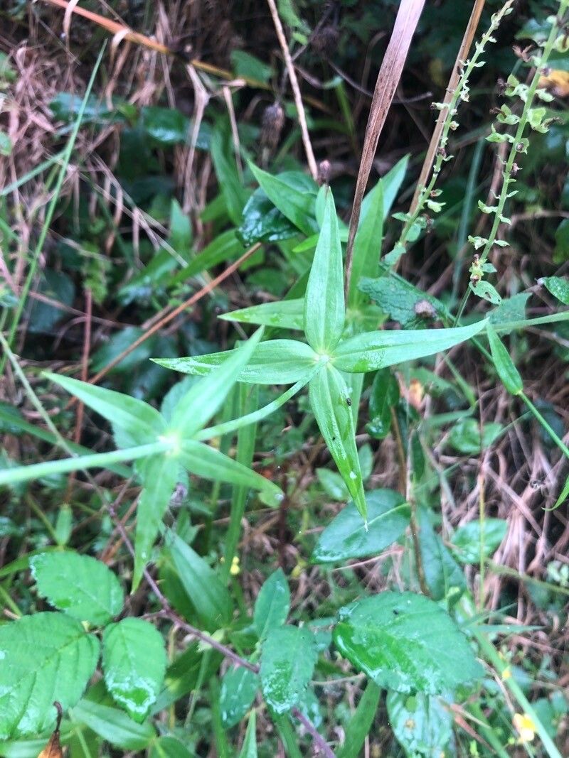 Linaria triornithophora leaf