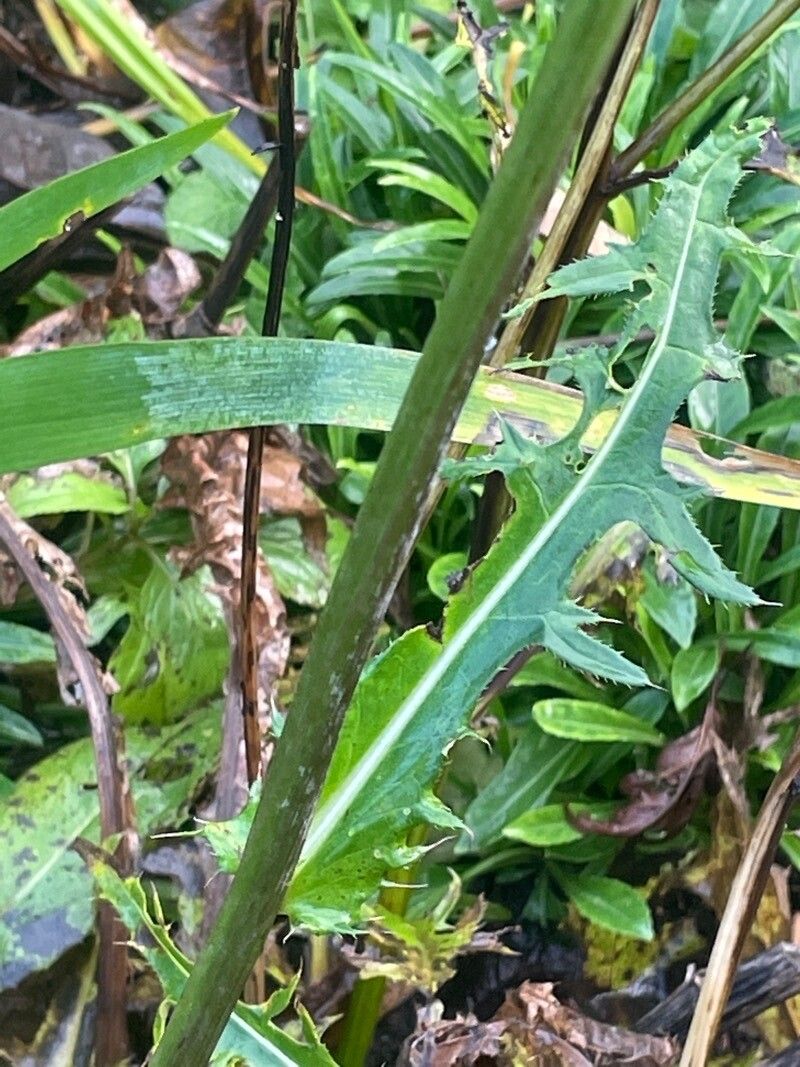 Cirsium rivulare leaf