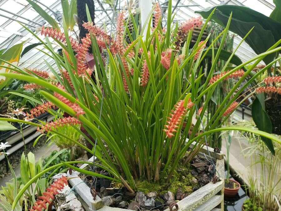 Dendrobium wenzelii habit