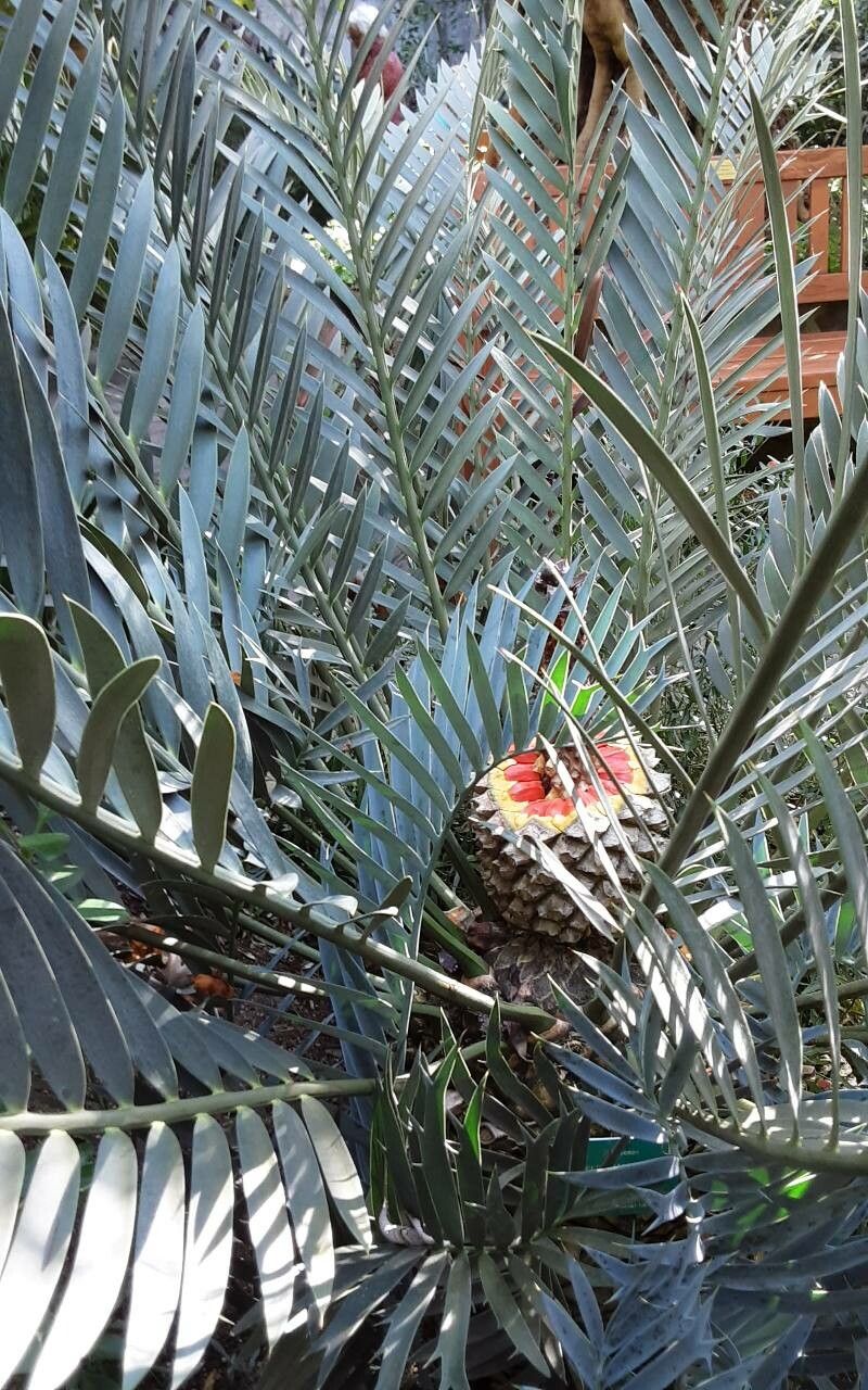 Encephalartos lehmannii fruit