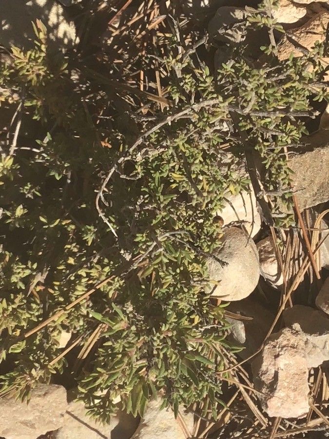 Thymus membranaceus — search result for 'Thymus'