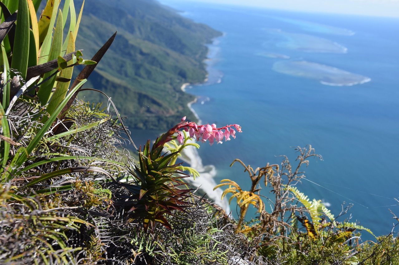 Dracophyllum ouaiemense habit
