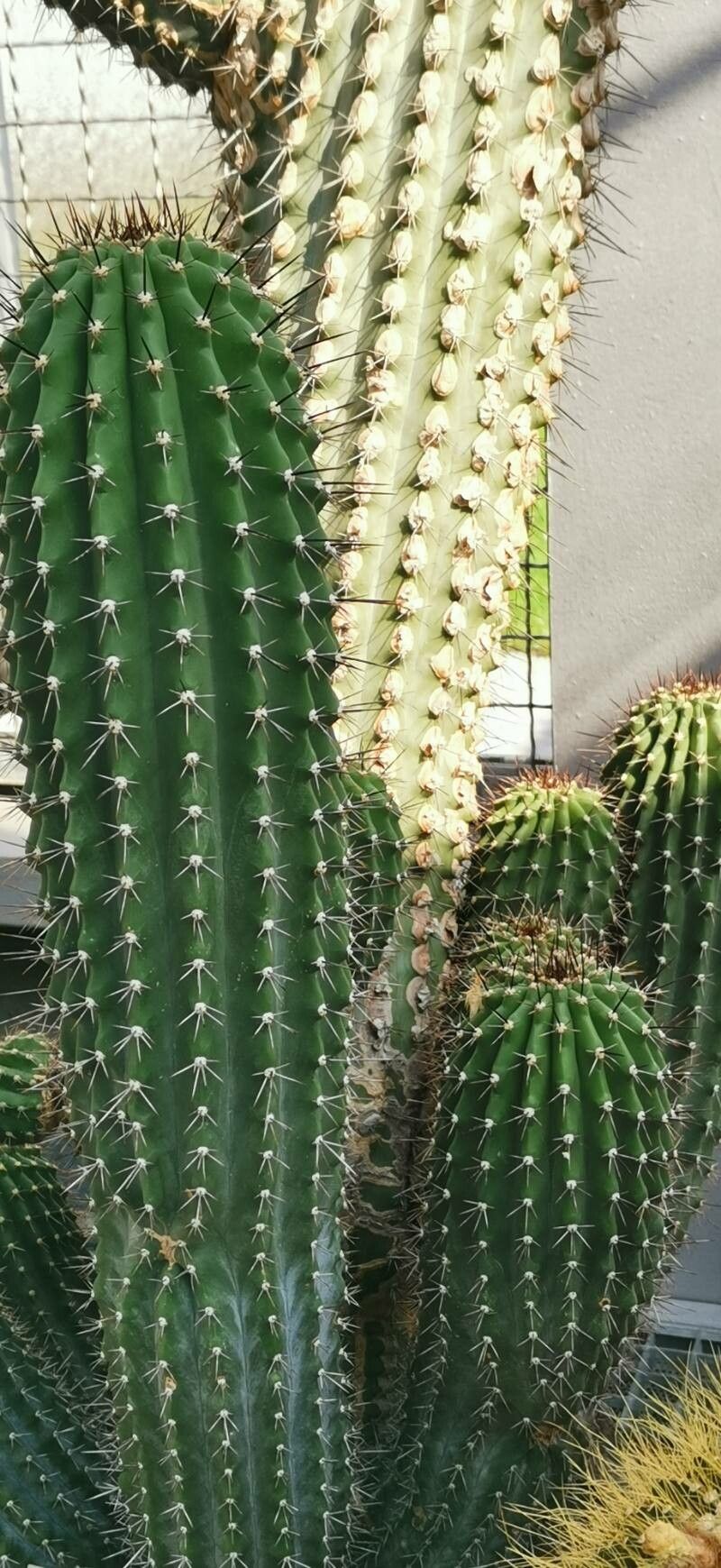 Cephalocereus scoparius leaf