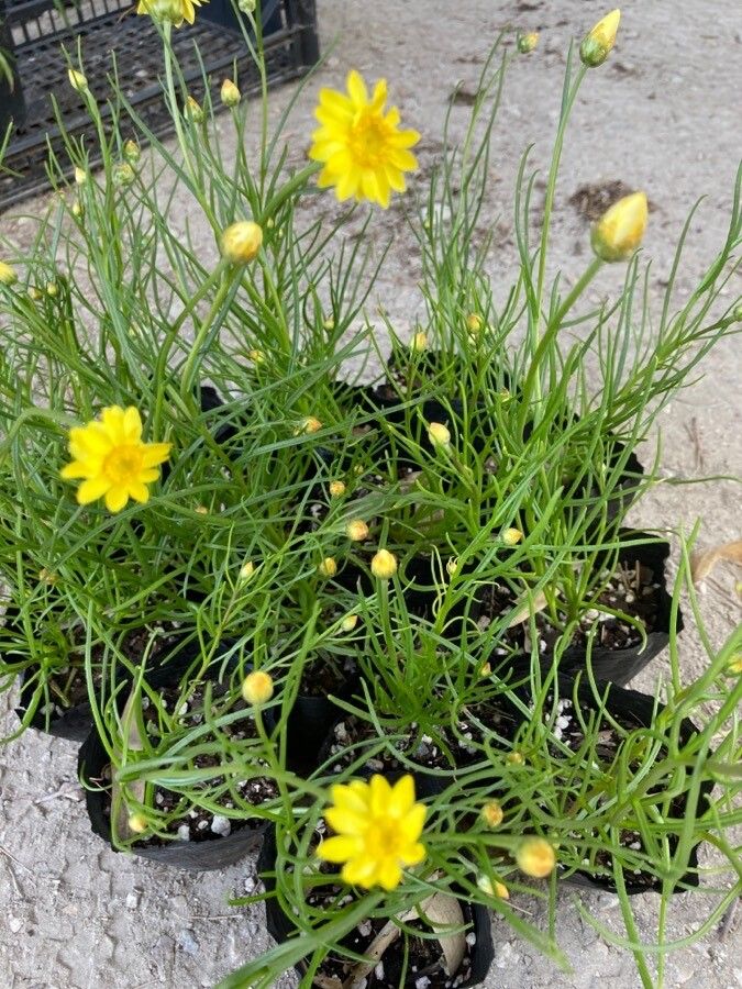 Schoenia filifolia — related species from the same genus