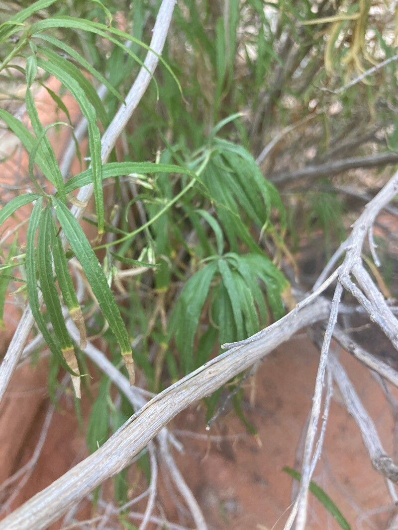 Brickellia longifolia bark