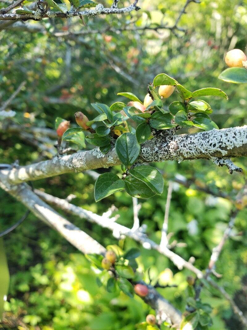 Cotoneaster dielsianus — search result for 'Cotoneaster'