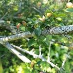 Cotoneaster dielsianus