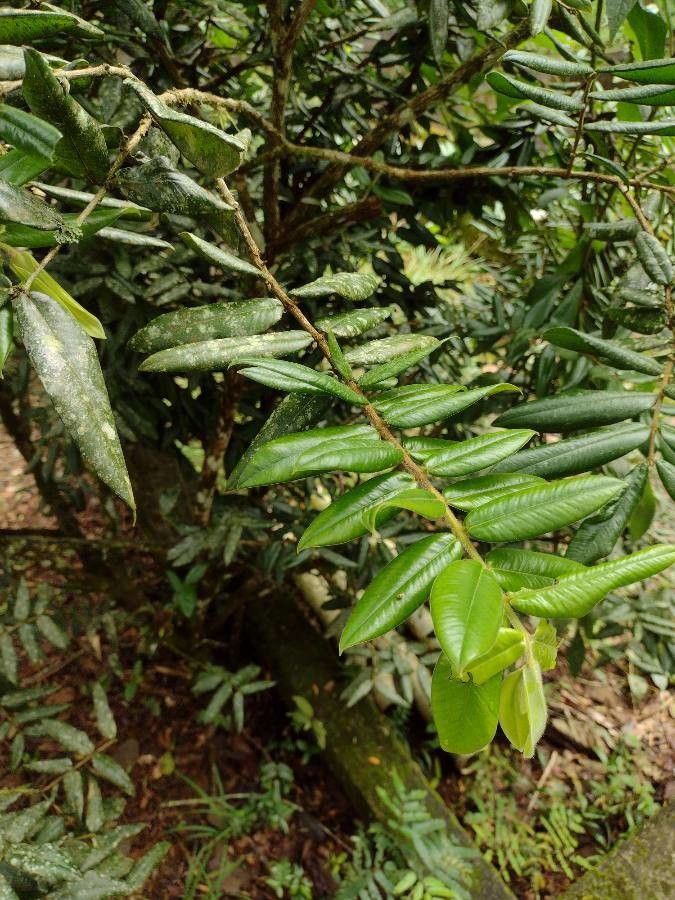 Philesia magellanica leaf