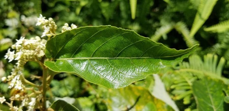 Commersonia tahitensis — houseplant care guide