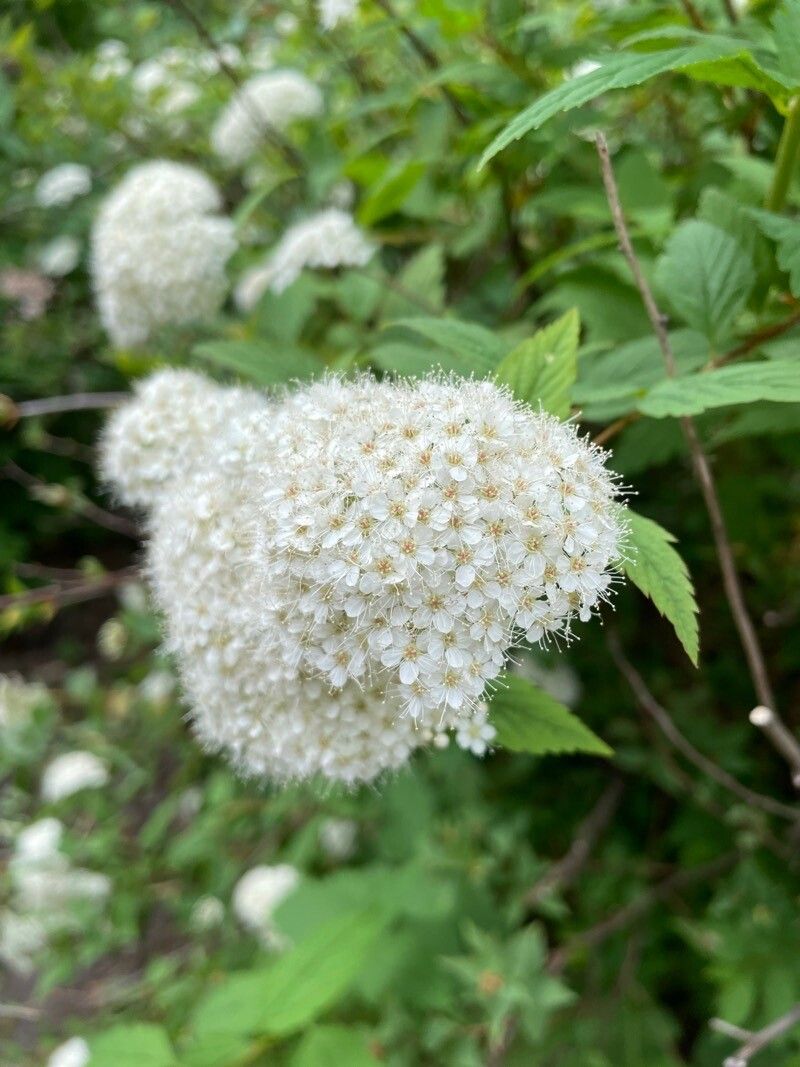 Spiraea miyabei flower