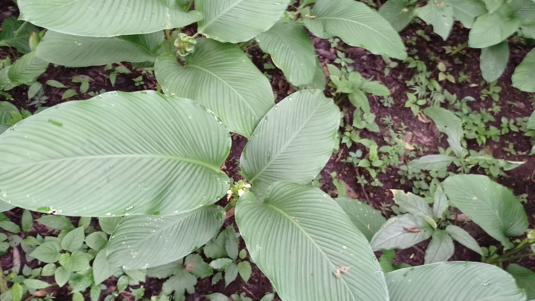 Goeppertia allouia habit
