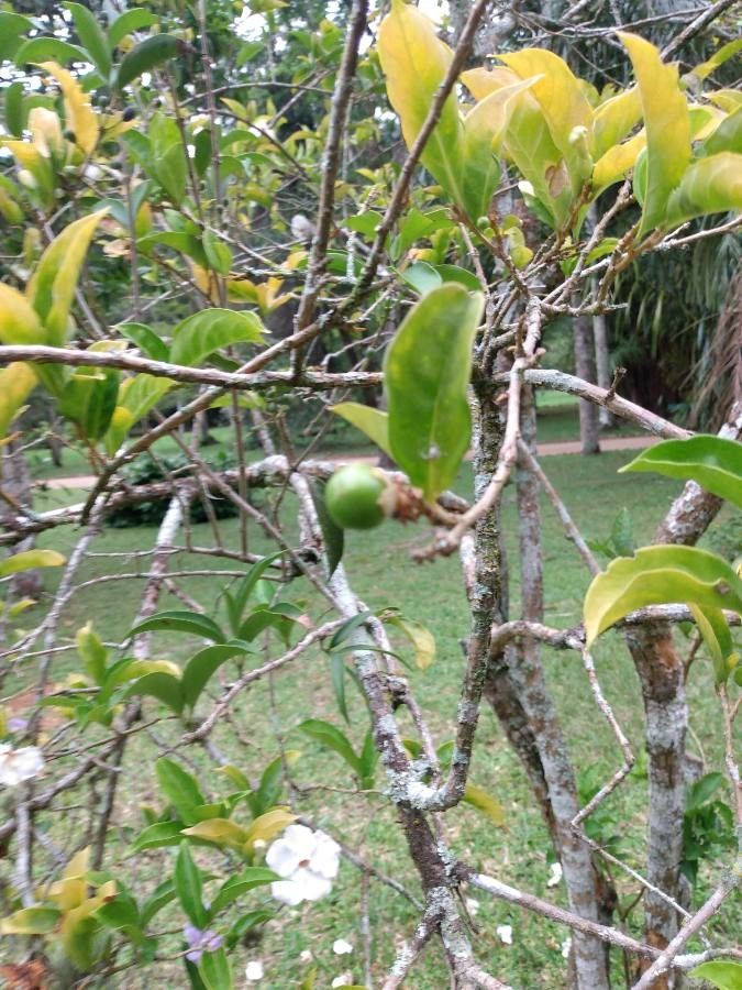 Brunfelsia uniflora fruit