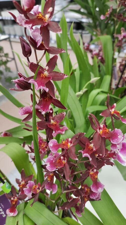 Dendrobium virotii habit