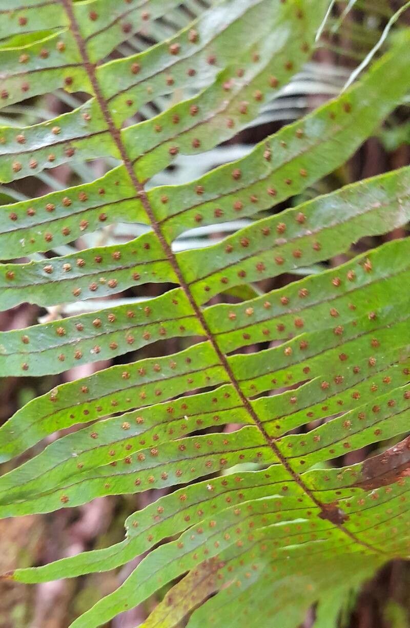 Pecluma barituensis fruit