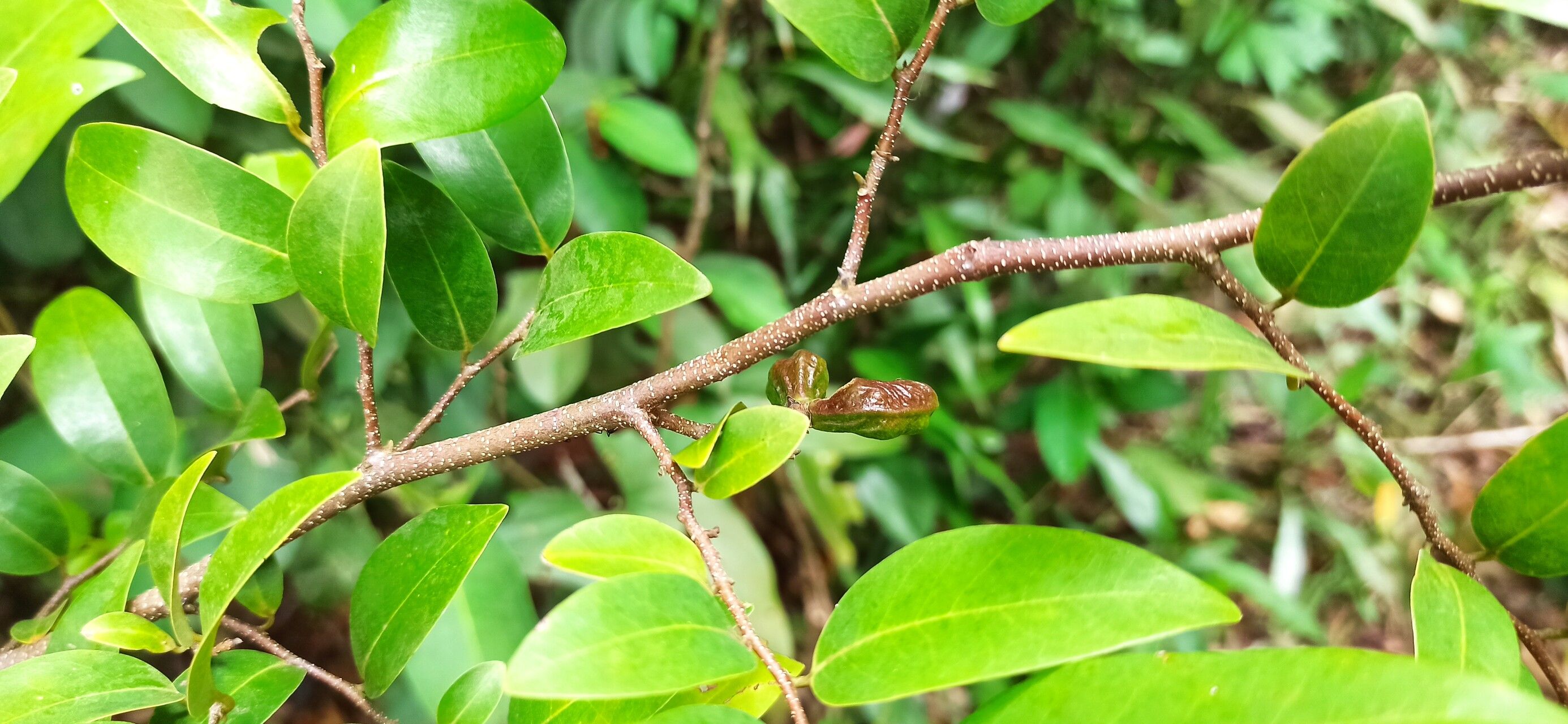 Xylopia longipetala fruit