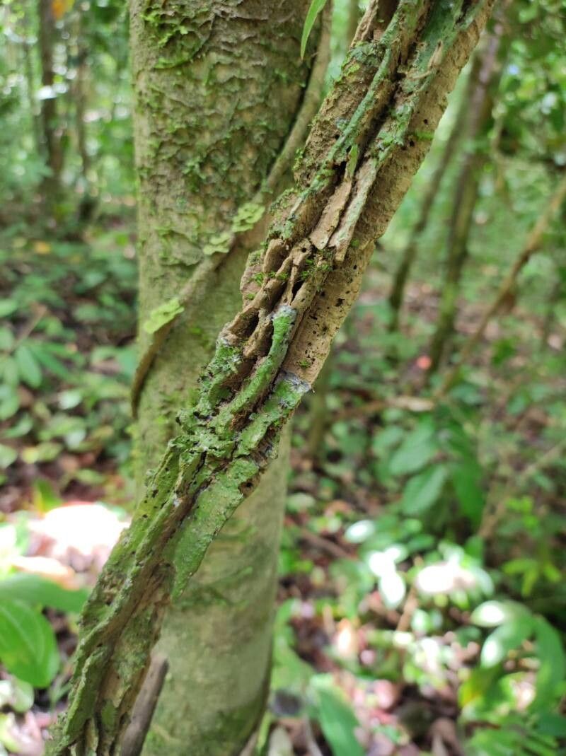 Aristolochia goudotii bark