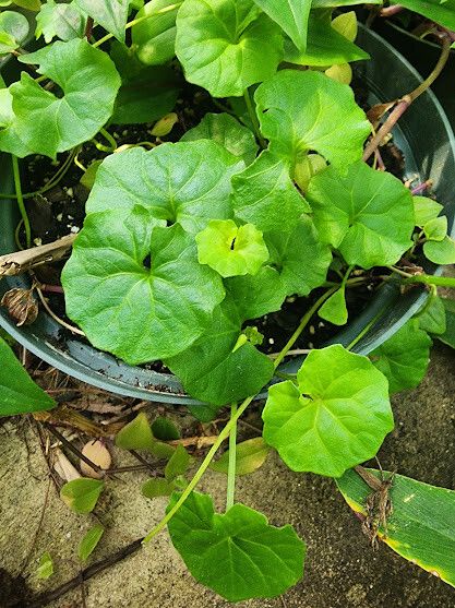 Viola banksii — search result for 'Viola'