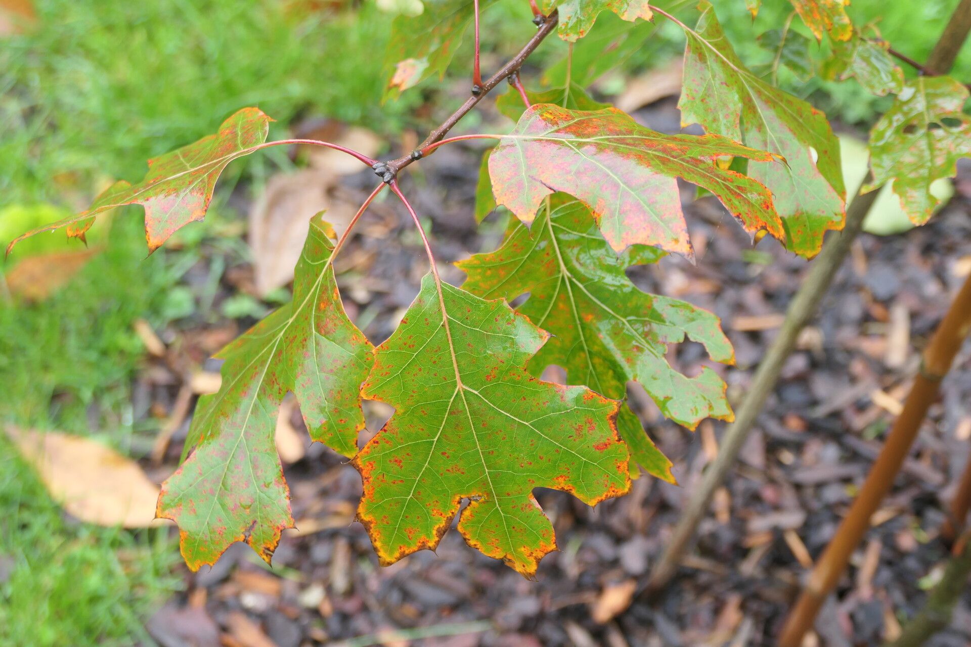 Quercus acerifolia