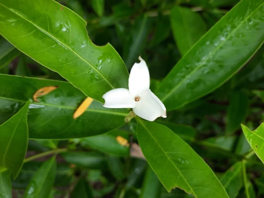 Alibertia edulis flower