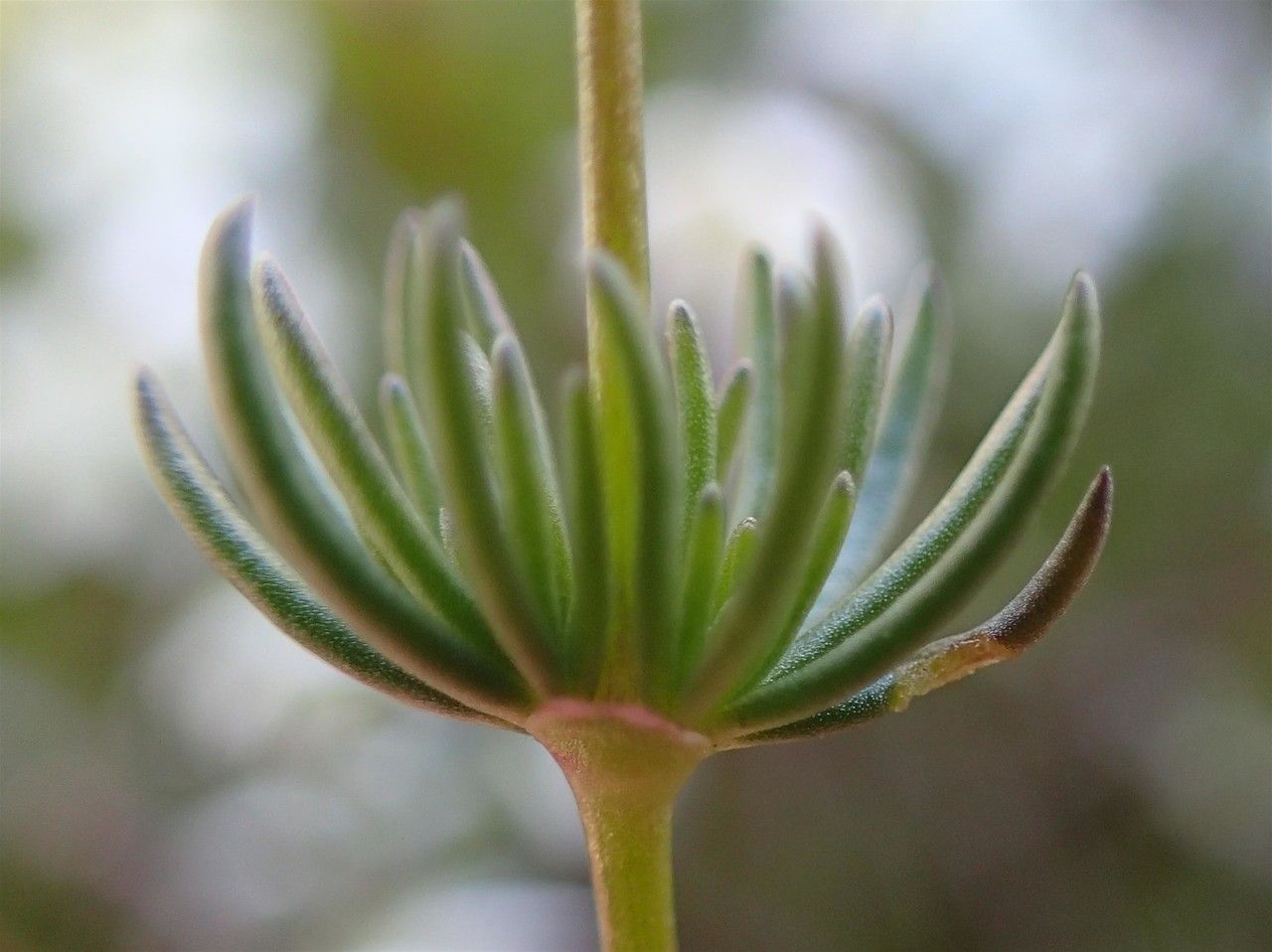 Spergula arvensis fruit