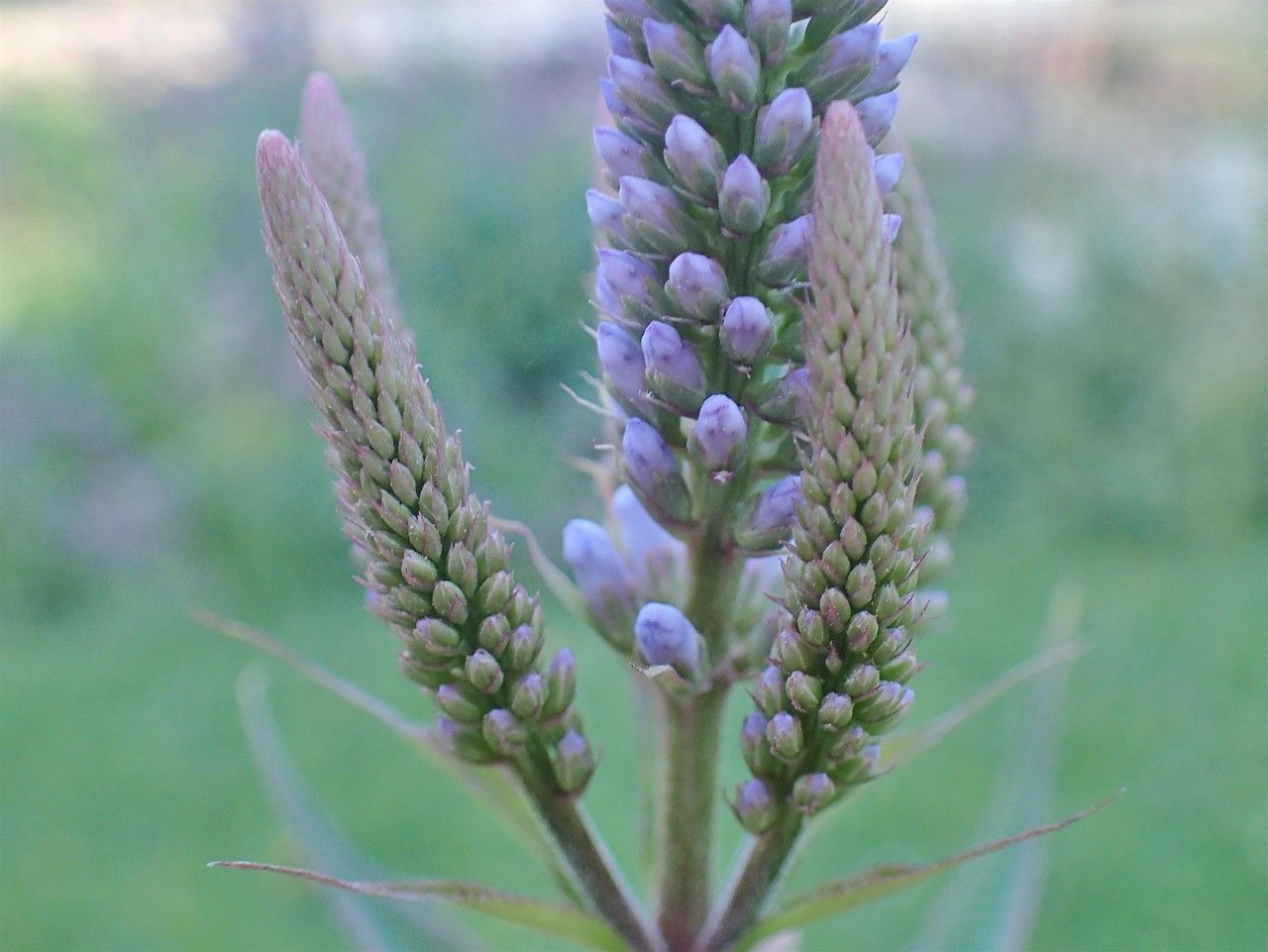 Veronicastrum sibiricum flower