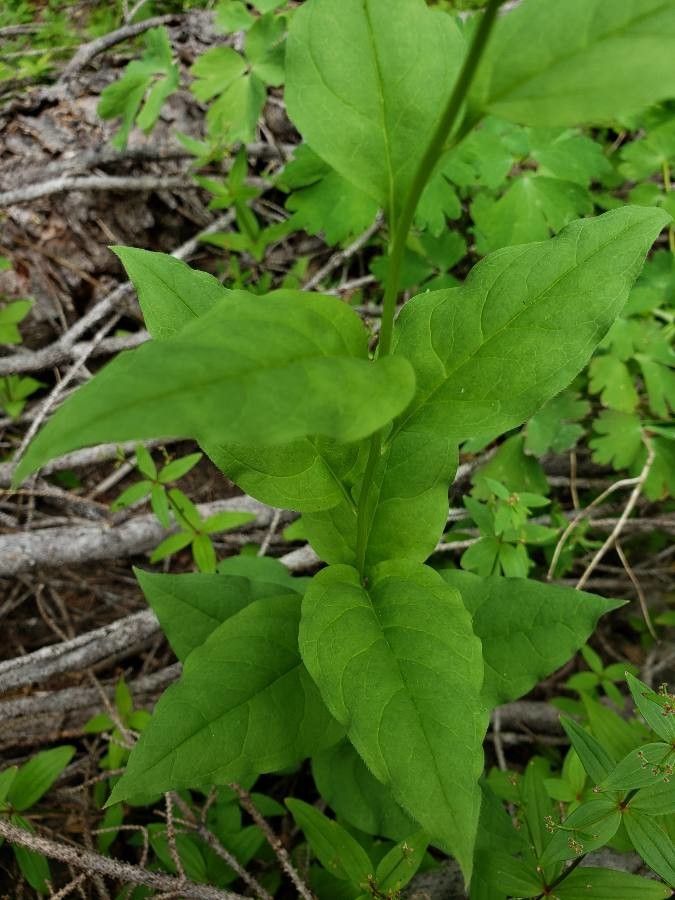 Mertensia paniculata