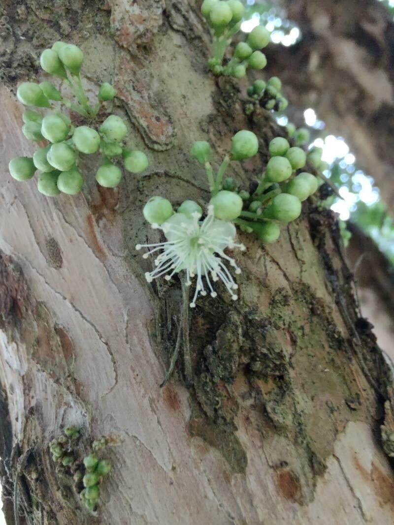 Eugenia noumeensis flower