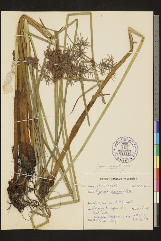 Cyperus pangorei — houseplant care guide