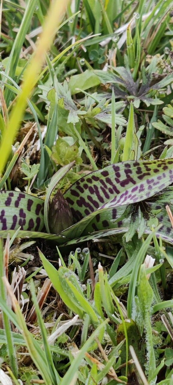 Dactylorhiza incarnata subsp. cruenta x Dactylorhiza majalis — search result for 'Dactylorhiza'