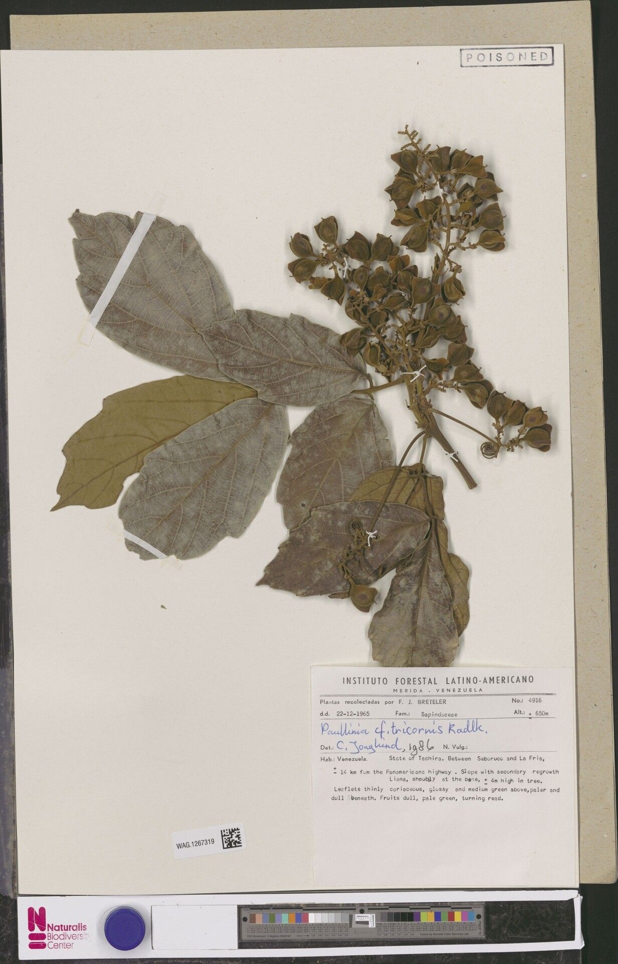 Paullinia tricornis fruit