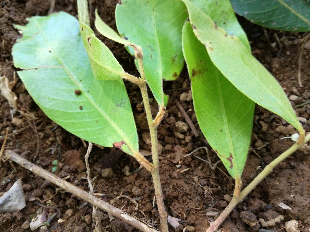 Parinari parvifolia leaf