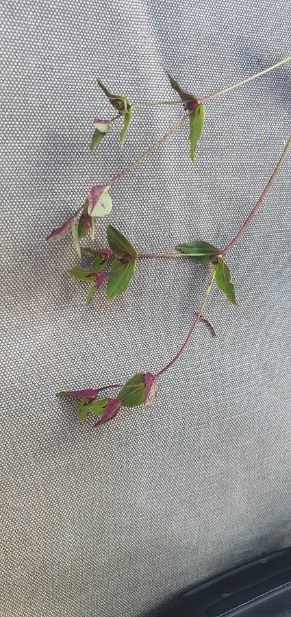 Euphorbia wellbyi — houseplant care guide