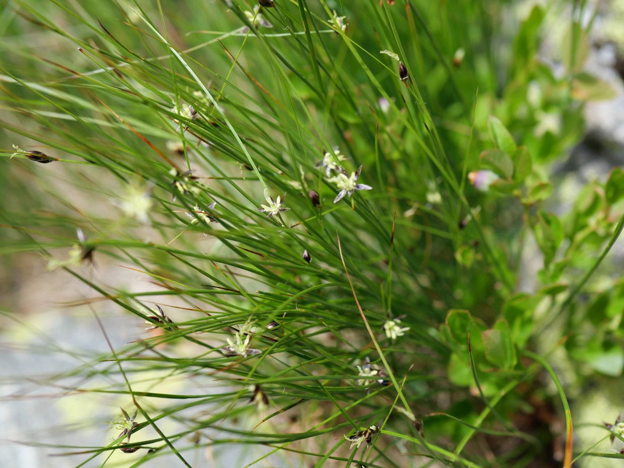 Juncus trifidus leaf