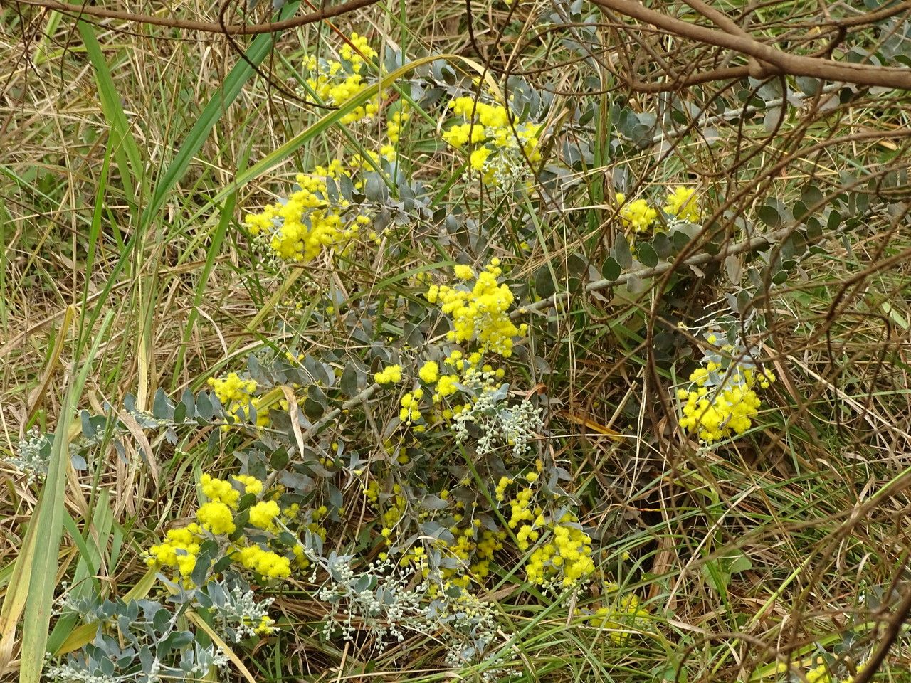 Acacia podalyriifolia habit