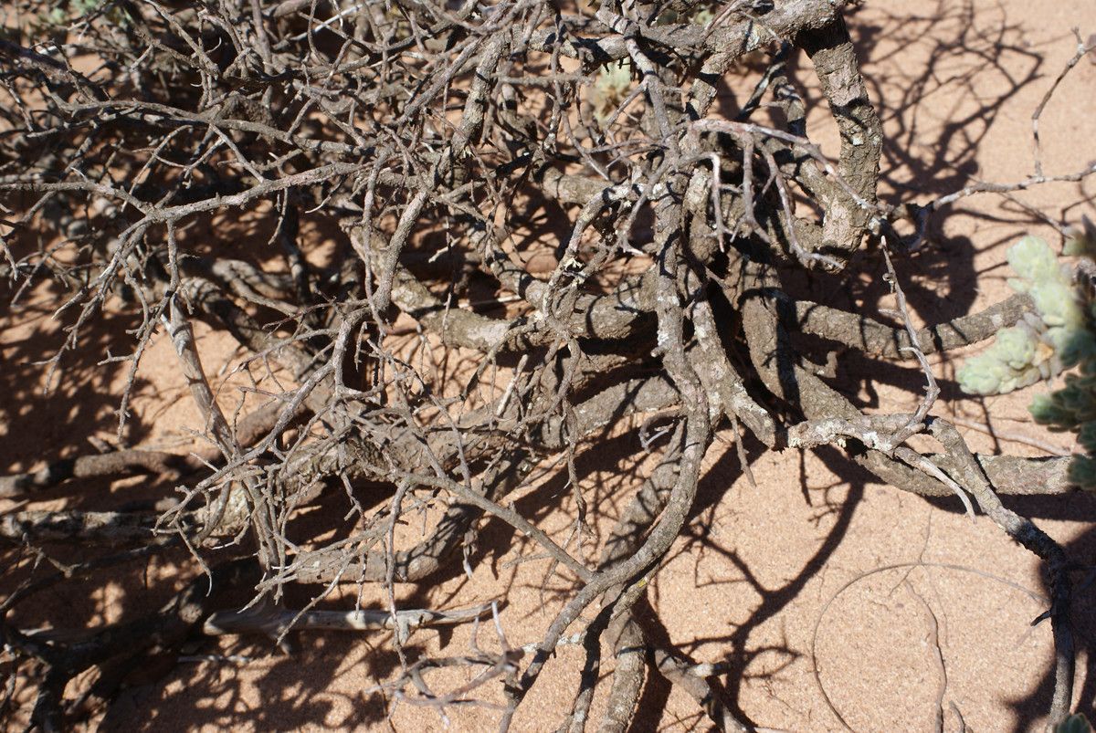 Thymelaea velutina bark