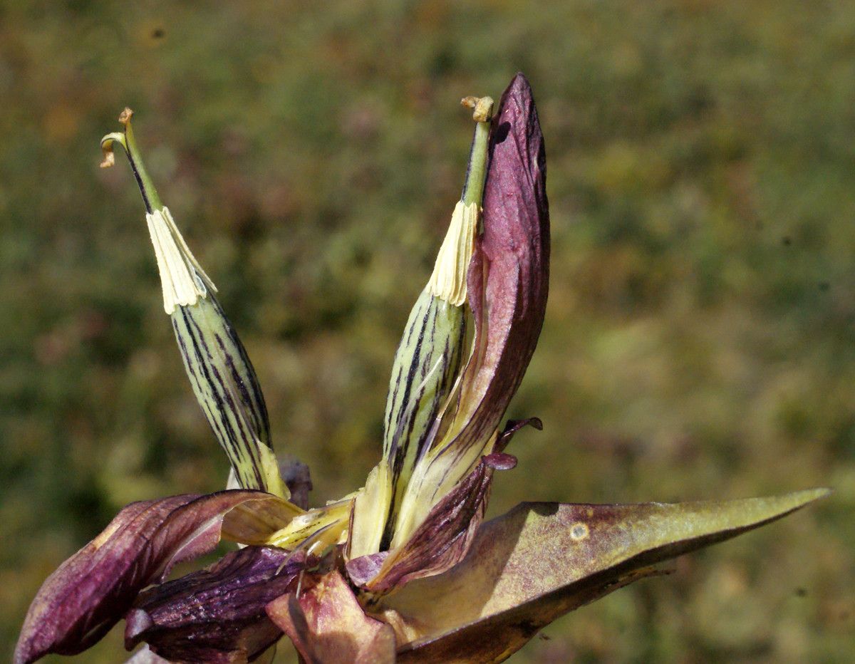 Gentiana purpurea fruit