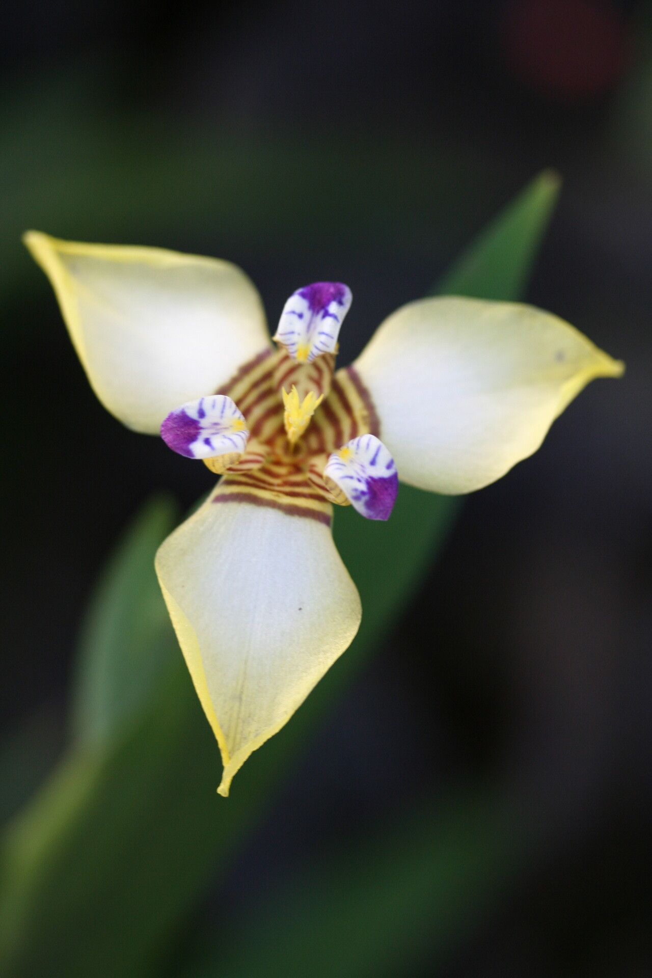 Trimezia longifolia flower