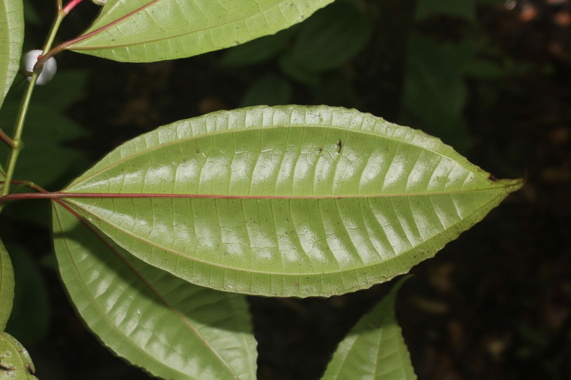 Miconia lateriflora — houseplant care guide