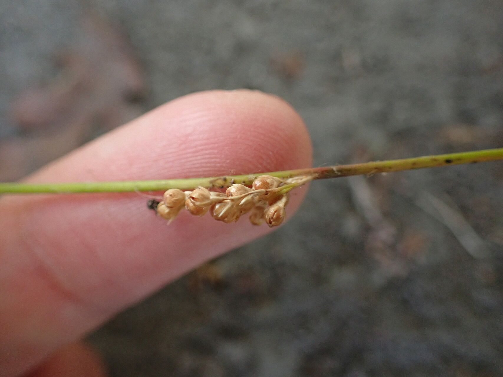 Juncus usitatus fruit