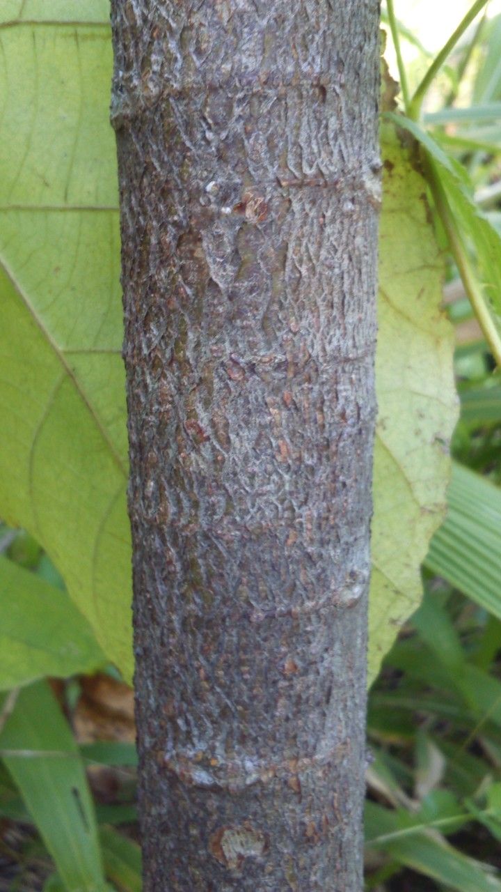Dombeya condensata bark