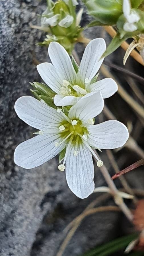 Arenaria aggregata flower