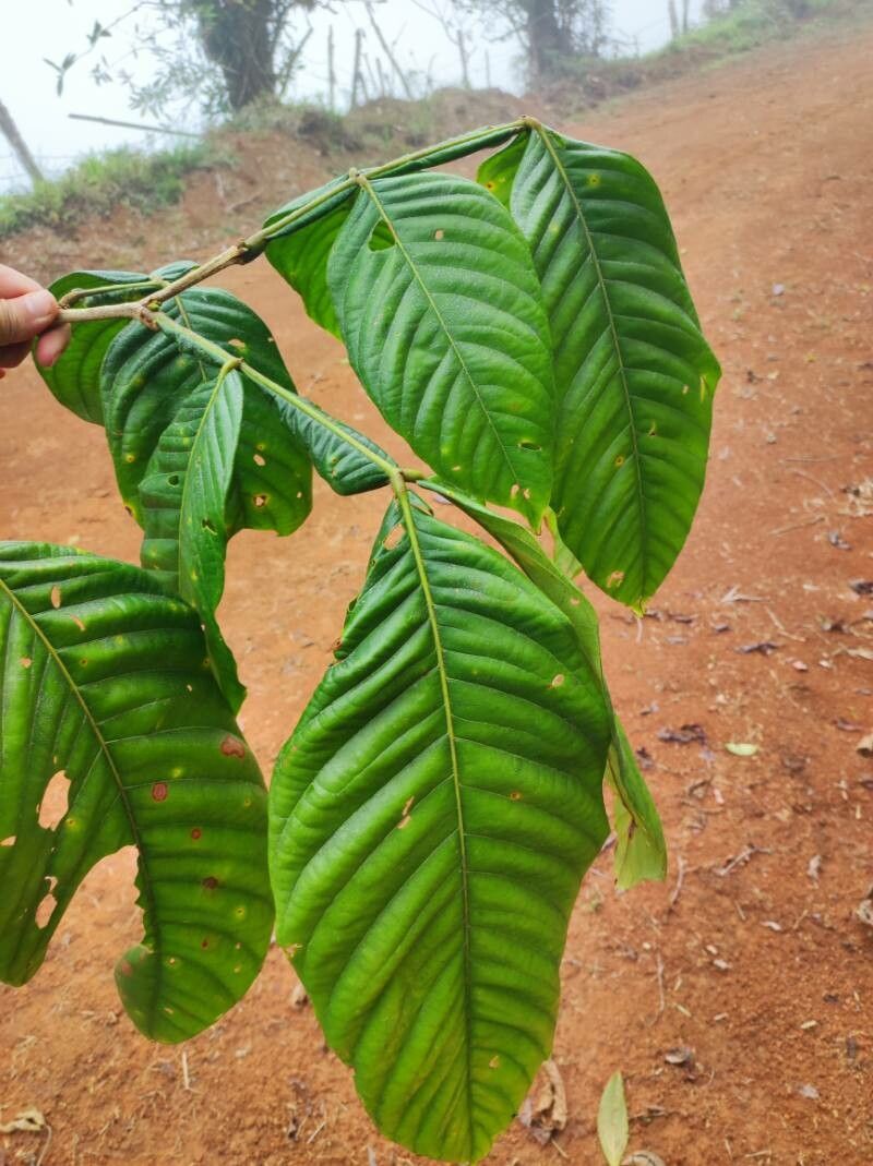 Inga venusta — search result for 'Inga'