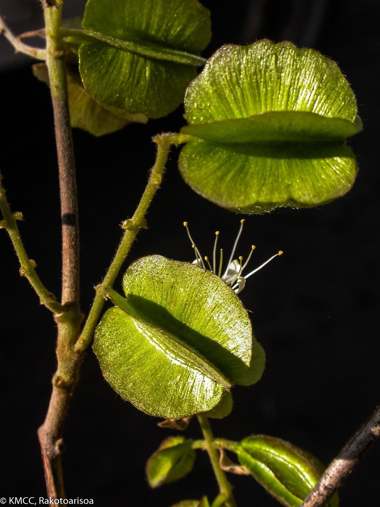 Combretum albiflorum flower