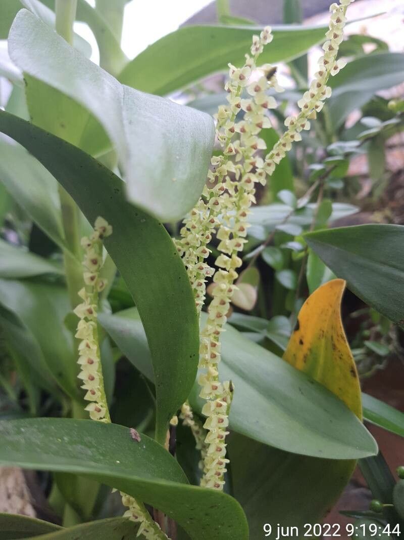 Stelis superbiens flower